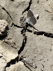 Plebejus samuelis