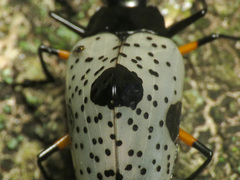 Cypherotylus debauvei