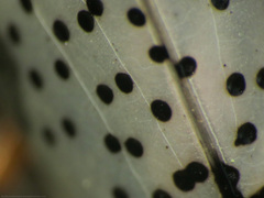Cypherotylus debauvei