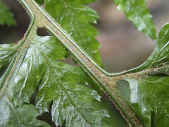 Parapolystichum acuminatum