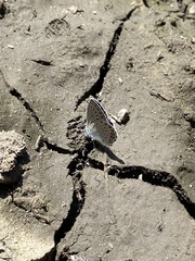 Plebejus samuelis
