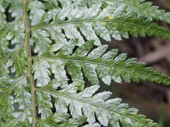 Parapolystichum acuminatum