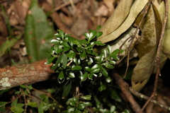 Psychotria daphnoides