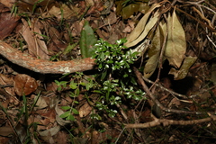 Psychotria daphnoides