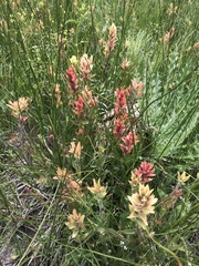 Castilleja gracillima