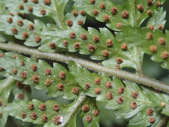 Parapolystichum acuminatum