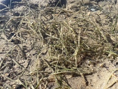 Halodule pinifolia
