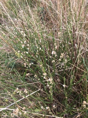 Baccharis trimera