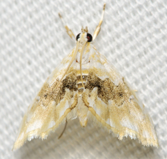 Lipocosma sicalis