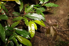 Cryptocarya macdonaldii