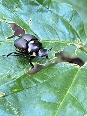 Canthon septemmaculatus
