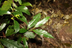 Cryptocarya macdonaldii