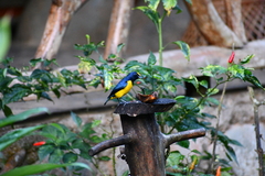 Euphonia imitans