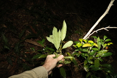 Cryptocarya macdonaldii