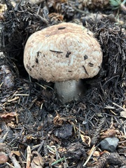 Agaricus benesii