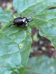 Canthon septemmaculatus