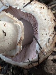 Agaricus benesii