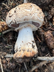 Agaricus benesii