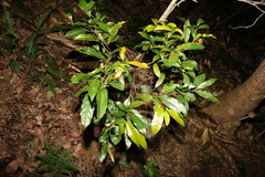 Cryptocarya macdonaldii