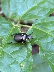 Canthon septemmaculatus