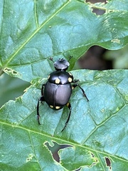 Canthon septemmaculatus