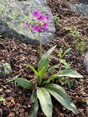 Primula parryi