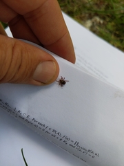 Dermacentor andersoni