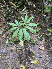 Xanthosoma helleborifolium