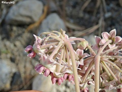 Asclepias macroura