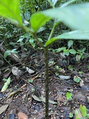 Xanthosoma helleborifolium