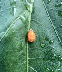 Okiscarta