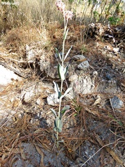Asclepias macroura
