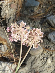 Asclepias macroura