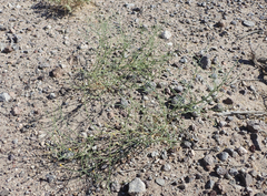 Leucosyris carnosa