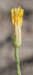 Leucosyris carnosa