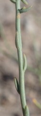 Leucosyris carnosa