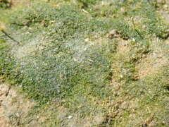 Vaucheria litorea