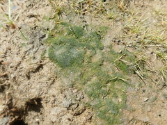 Vaucheria litorea