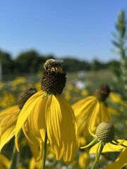 Melissodes comptoides