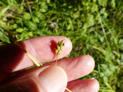 Carex formosa