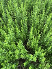 Clinopodium carolinianum