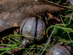 Callitris endlicheri