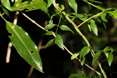 Secamone elliptica