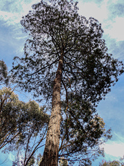 Callitris endlicheri