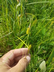 Carex cryptolepis