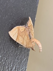 Eulithis molliculata