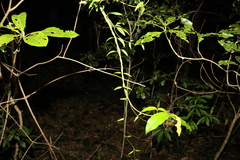 Secamone elliptica