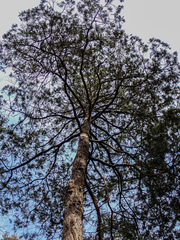 Callitris endlicheri