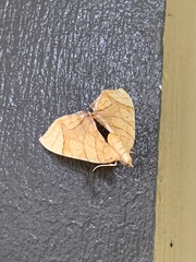 Eulithis molliculata