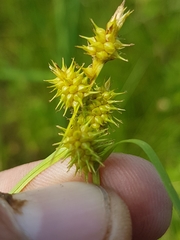 Carex cryptolepis